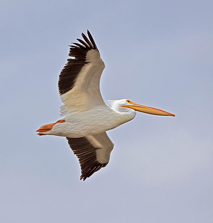 American White Pelican