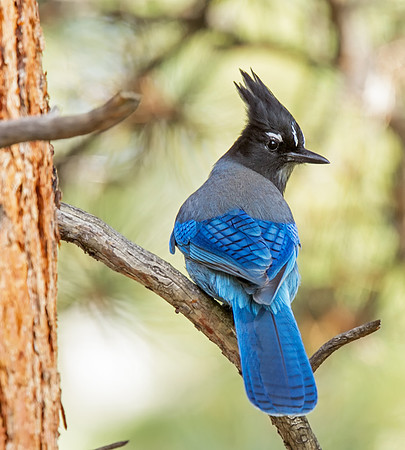 Steller's Jay