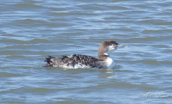 Common Loon