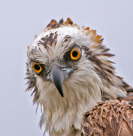 Osprey