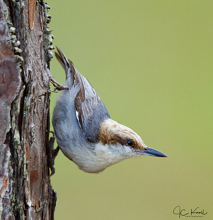 Brown-headed Nuthatch