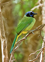 Green Jay