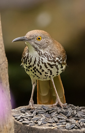 Long-billed Thrasher