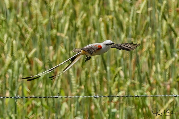 Scissor-tailed Flycatcher