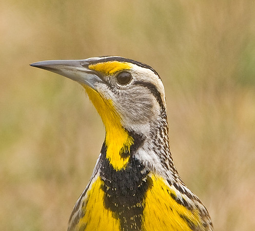 Eastern Meadowlark
