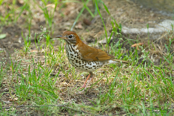 Wood Thrush