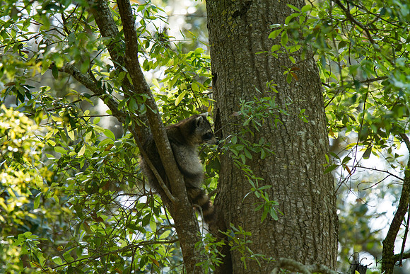 Raccoon