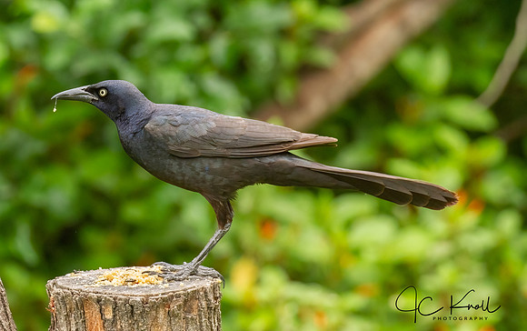 Great-tailed Grackle