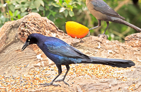 Great-tailed Grackle