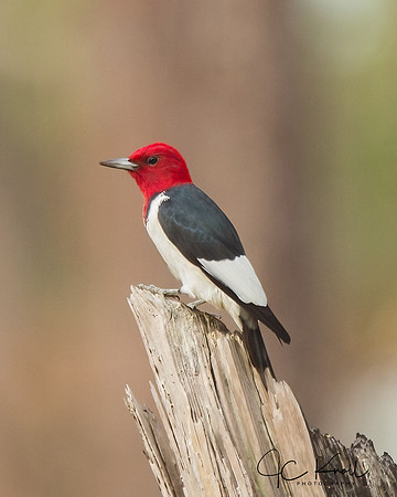 Red-headed Woodpecker