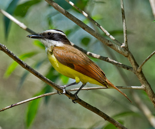 Great Kiskadee