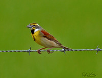 Dickcissel