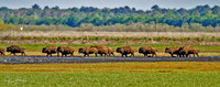 Bison