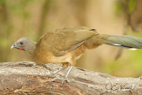 Plain Chachalaca