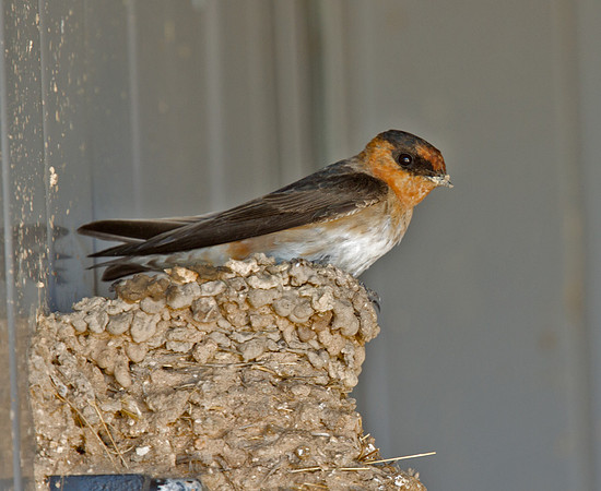 Cave Swallow