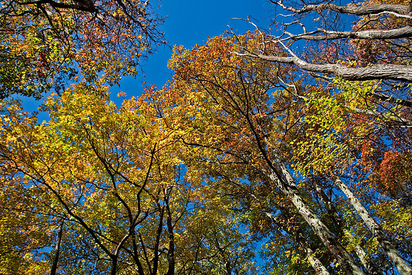 More colored leaves