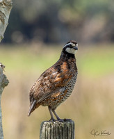 Northern Bobwhite