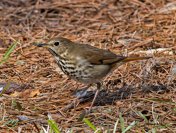 Hermit Thrush