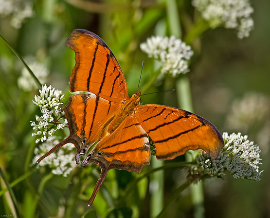Ruddy Daggerwing