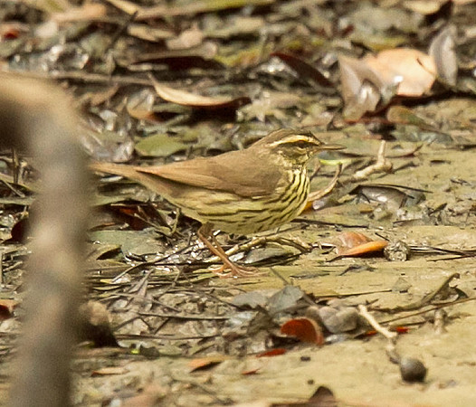 Northern Waterthrush