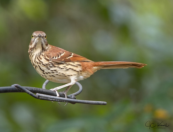 Brown Thrasher
