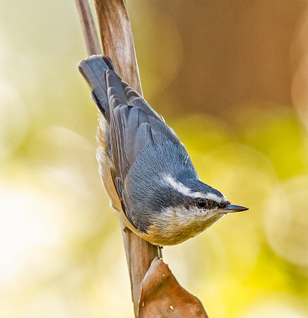 Red-breasted Nuthatch
