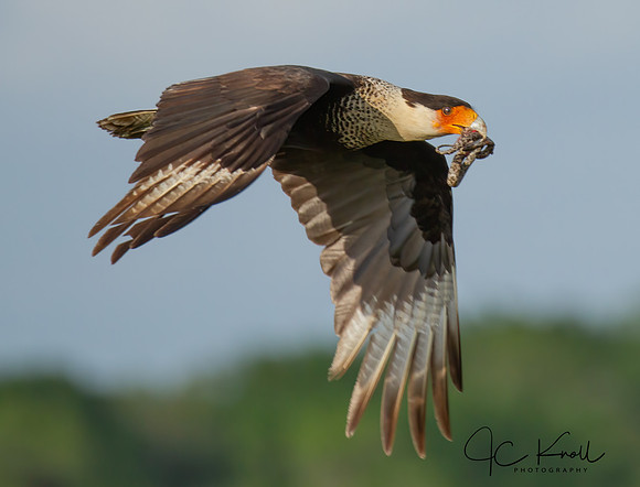 Crested Caracara with Pygmy Rattlesnake