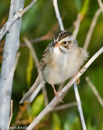 Clay-colored Sparrow