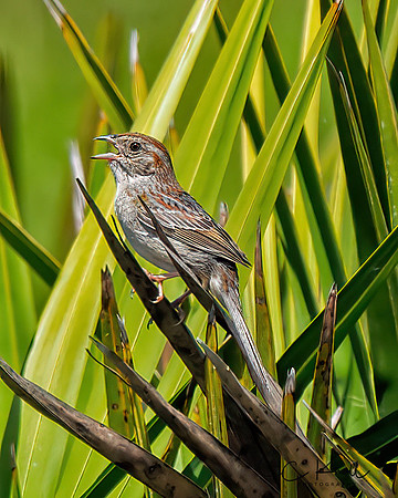 Bachman's Sparrow