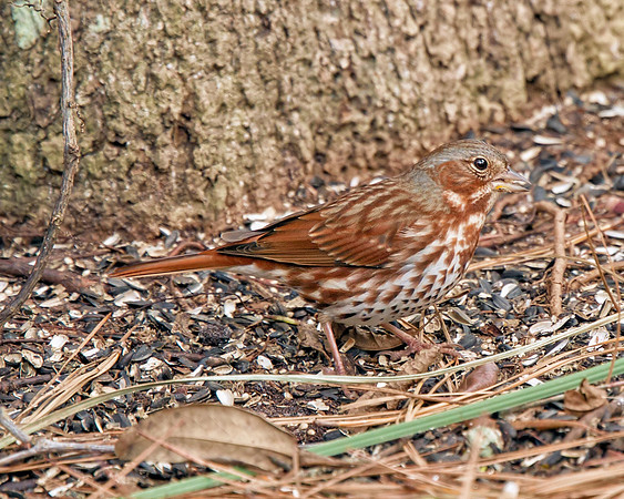 Fox Sparrow (Red)