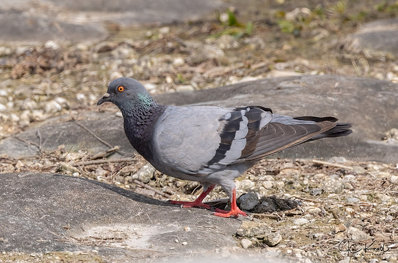 Rock Dove