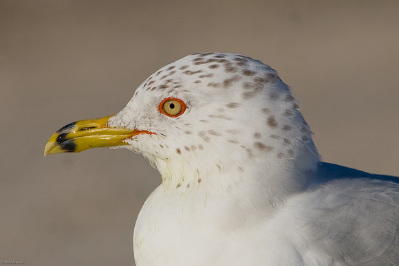 Ring-billed Gull