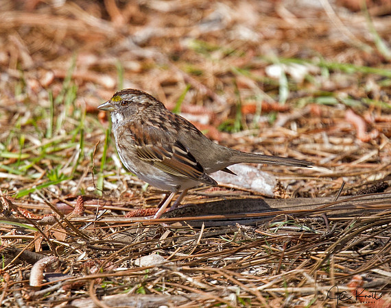 White-throated Sparrow (Br)
