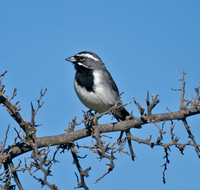 Black-thrroated Sparow