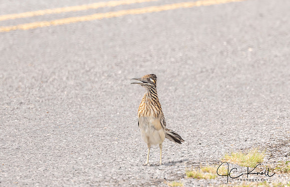 Greater Roadrunner