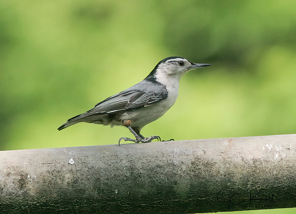 White-breasted Nuthatch (M)
