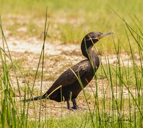 Neotropic Cormorant