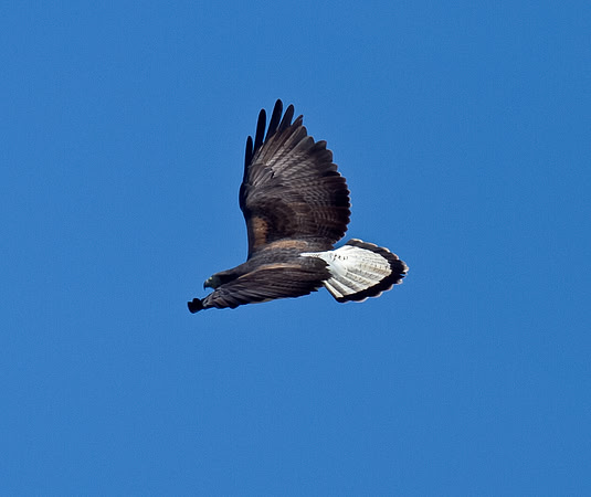 White-tailed Hawk