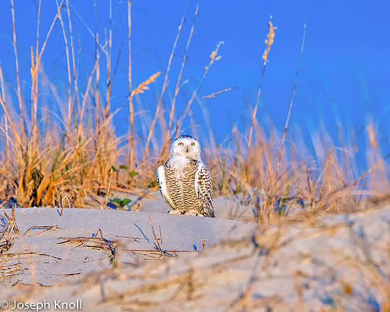 Snowy Owl