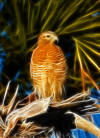 Red-shouldered Hawk
