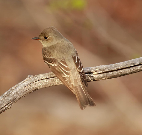 Western Wood-pewee