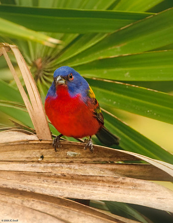 Painted Bunting (M)