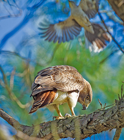 Red-tailed Hawk