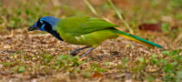 Green Jay