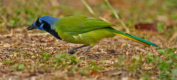Green Jay
