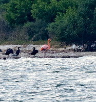 American Flamingo