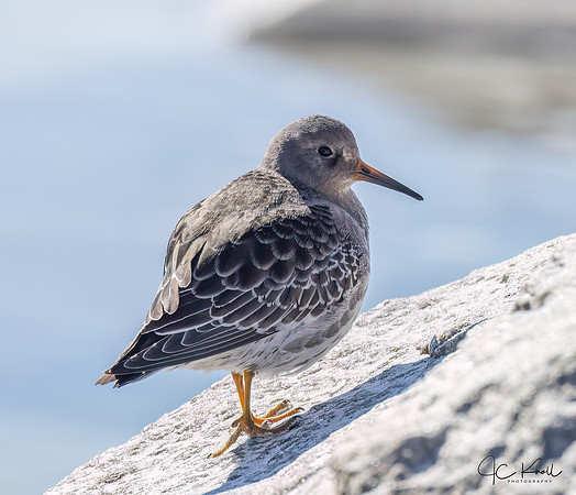 Purple Sandpiper