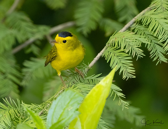 Wilson's Warbler (M)