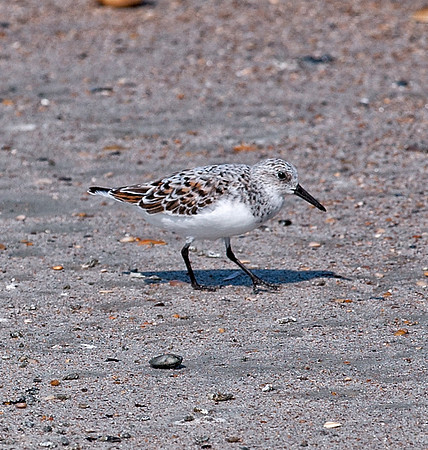 Sanderling (F -Br)