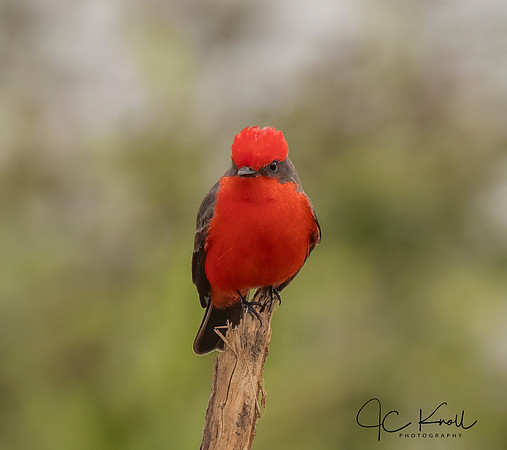 Vermillion Flycarcher